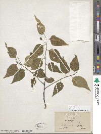 Celtis occidentalis image