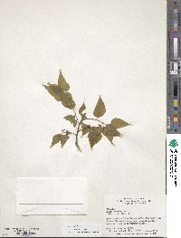 Celtis occidentalis image