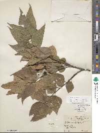 Celtis occidentalis image