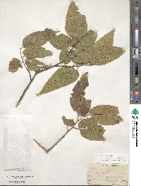 Celtis occidentalis image