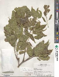 Celtis occidentalis image