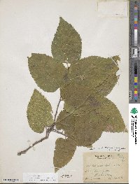 Celtis occidentalis image