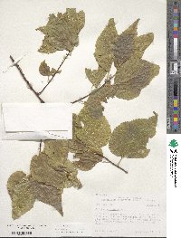 Celtis occidentalis image