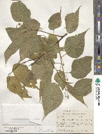 Celtis occidentalis image