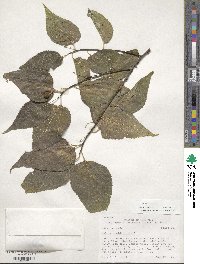 Celtis occidentalis image