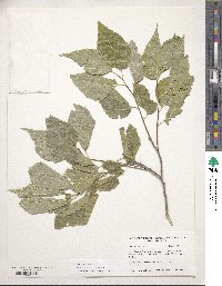 Celtis occidentalis image