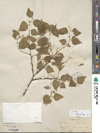 Celtis occidentalis image