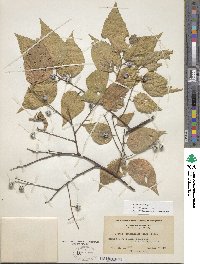 Celtis occidentalis image