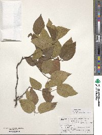 Celtis occidentalis image