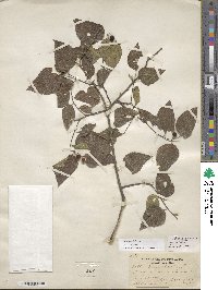 Celtis occidentalis image