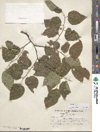 Celtis occidentalis image