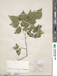 Celtis occidentalis image