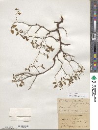 Celtis occidentalis image