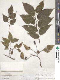 Celtis occidentalis image