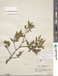 Celtis reticulata image