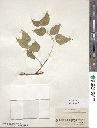 Celtis reticulata image