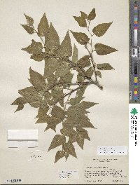 Celtis reticulata image