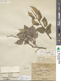 Celtis reticulata image