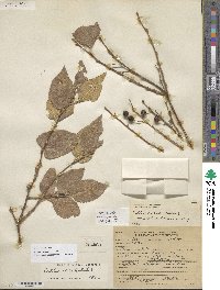 Celtis reticulata image