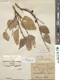 Celtis reticulata image