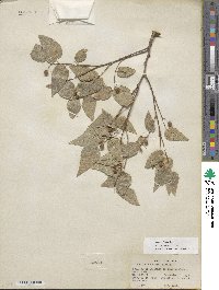 Celtis reticulata image