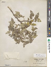 Celtis reticulata image