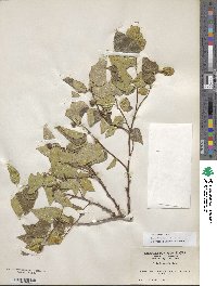 Celtis reticulata image