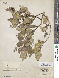 Celtis reticulata image