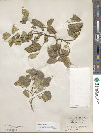 Celtis reticulata image