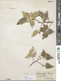 Celtis reticulata image