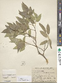 Celtis reticulata image