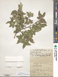 Celtis reticulata image