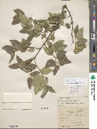 Celtis reticulata image