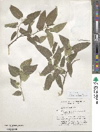 Celtis reticulata image