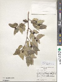 Celtis reticulata image