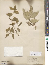 Celtis reticulata image