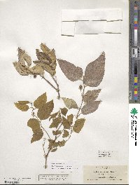 Celtis reticulata image