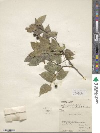 Celtis occidentalis image