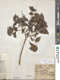 Celtis caudata image