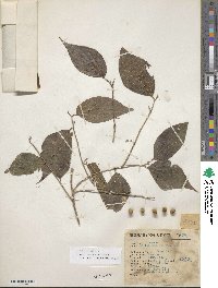 Celtis caudata image