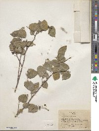 Celtis caudata image