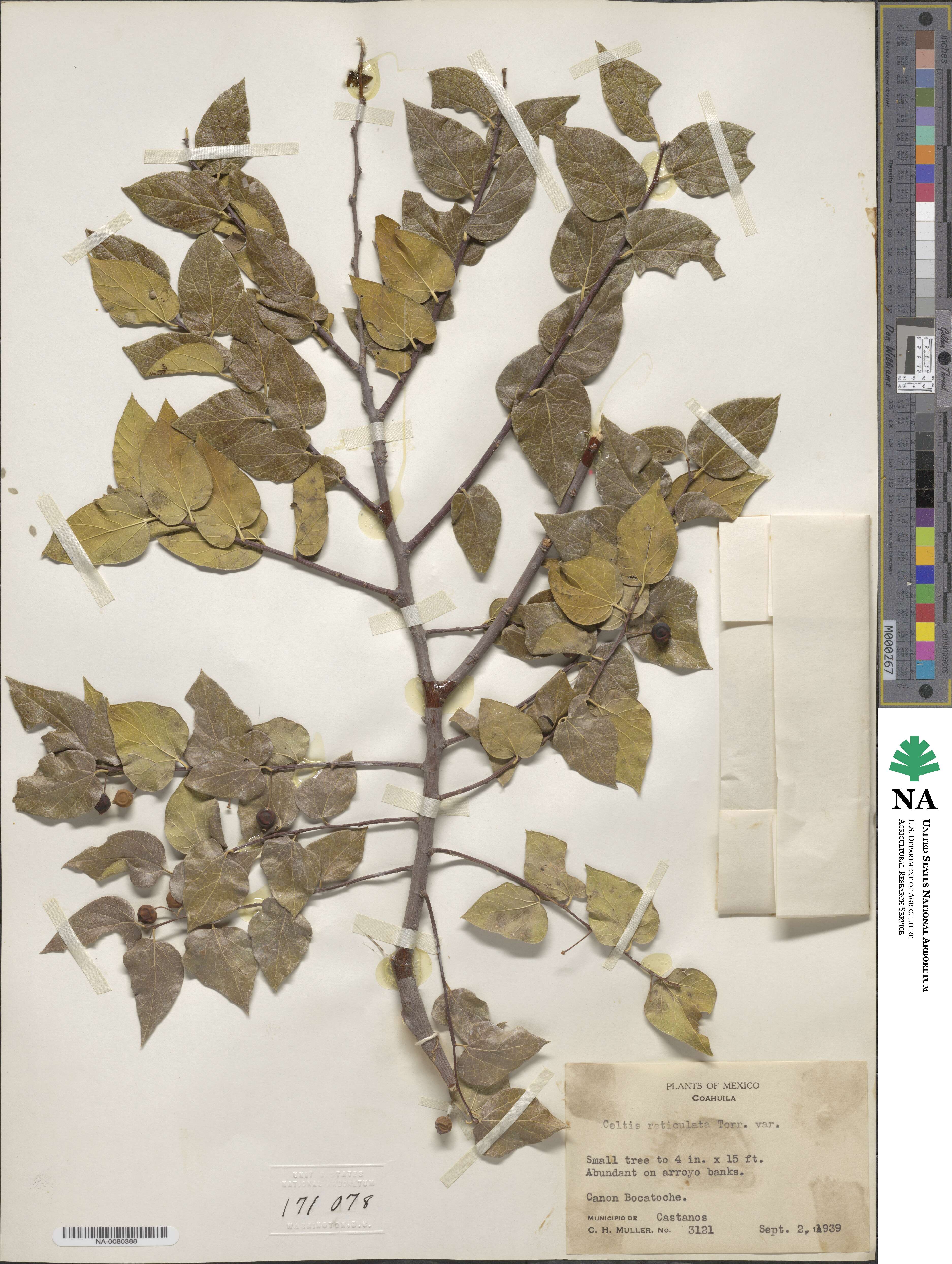 Celtis caudata image