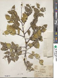 Celtis caudata image