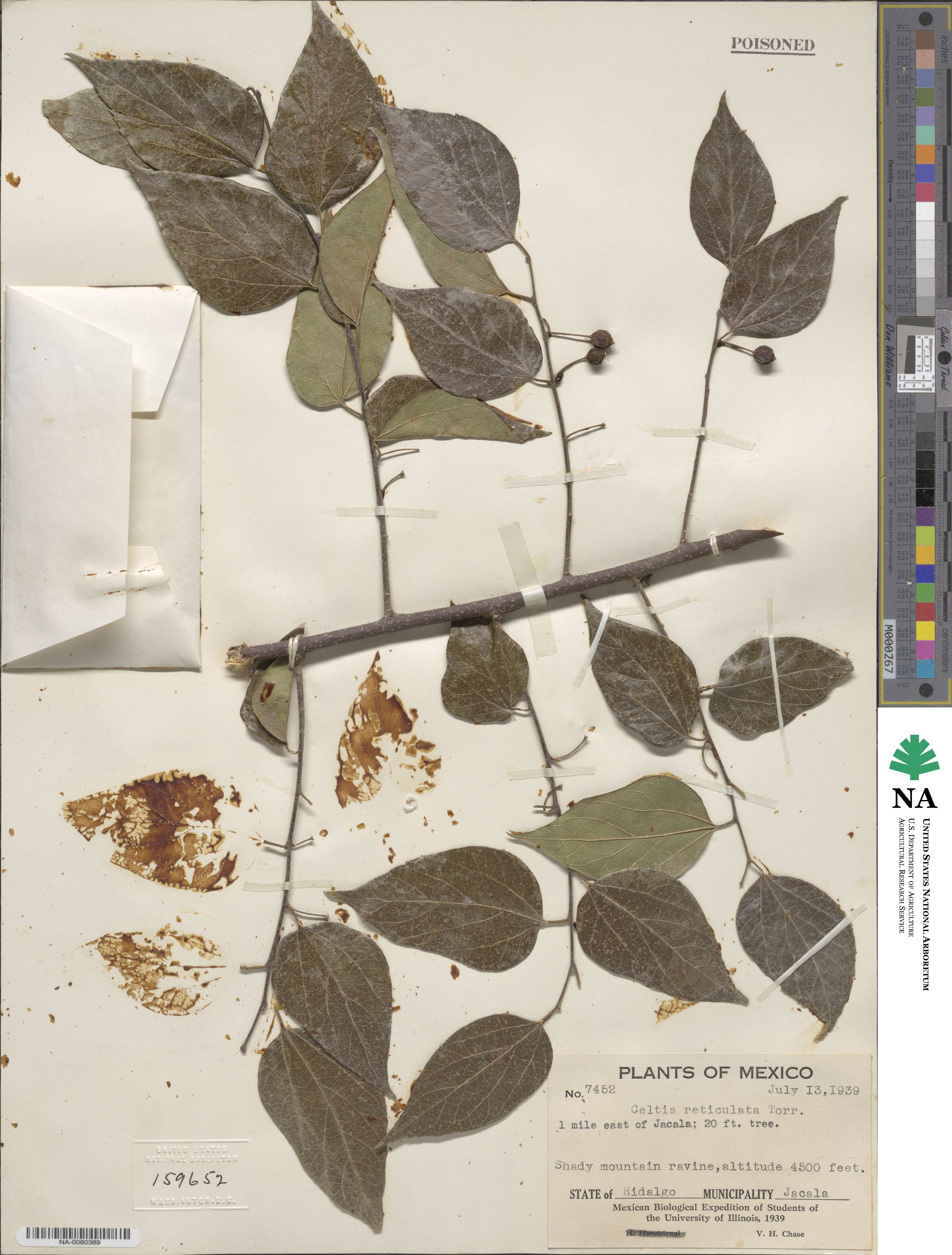 Celtis caudata image