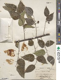 Celtis caudata image