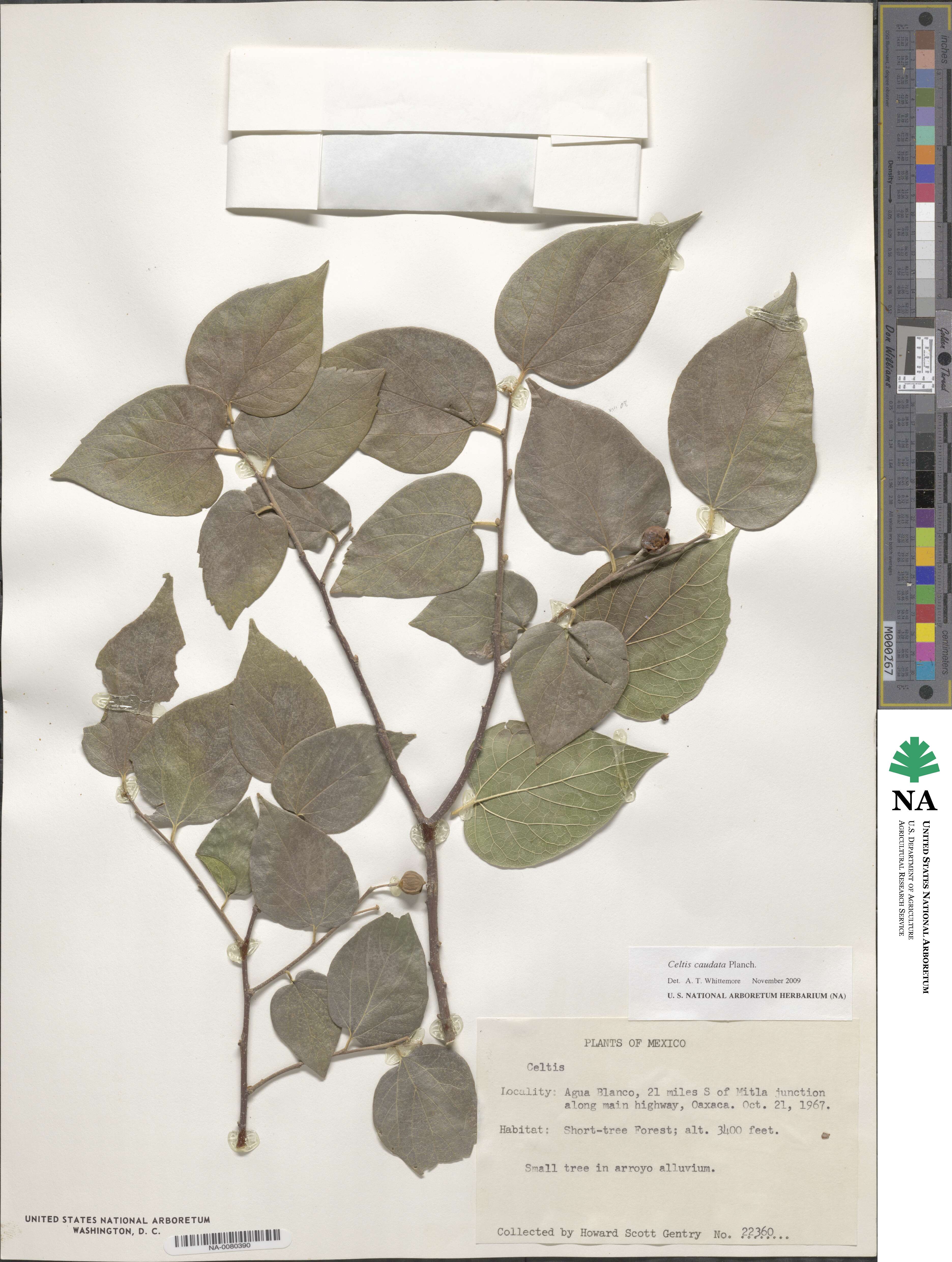 Celtis caudata image