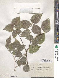 Celtis caudata image