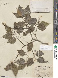 Celtis laevigata var. laevigata image