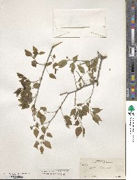 Celtis reticulata image