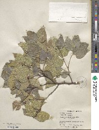 Celtis reticulata image